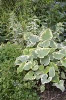 Shaded bed with Brunnera 'Hadspen Cream' with Lysimachia punctata 'Variegata'  in a bed 