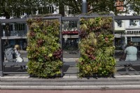 Greening of public spaces Amsterdam. 
The advertising space and roof of a tram stop shelter on the Weteringschans in the centre of the city have been replaced by a living wall and roof. 