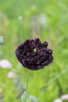 Papaver somniferum 'Black Beauty' - Opium Poppy