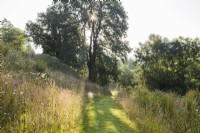 Mown grass path and borders of wild plants and grasses with sun through trees. July