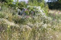 Bank planted with Oxe Eye daisies, foxgloves, grasses and Rosa filipes 'Kiftsgate'. July