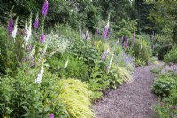 View along flowerbed near gravel path. Plants include: Astrantia, Carex, Digitalis and clipped Lonicera nitida mounds. 