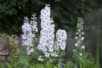 Delphinium 'Magic Fountains Pure White' in front of stone wall