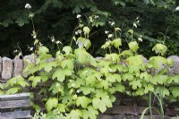 Humulus lupulus 'Aurea' growing over a stone wall