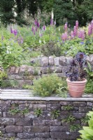 Stone retaining wall with bench and potted dark-leaved Aeonium. Beyond flowerbed with Digitalis, Geranium and Lupinus. 