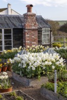 Wooden raised beds on gravel, one with Tulipa 'Purissima', beyond Narcissus - Daffodil 