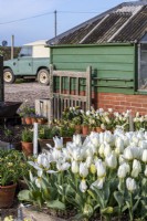 Bed of Tulipa 'Purissima' - Tulip -near rural outbuilding and wooden gate