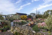 View over dry stone wall to garden with raised beds filled with spring flowering bulbs