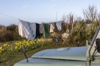 Laundry day with the washing line in the wind, spring garden with daffodils
