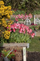 Colourful garden of raised beds filled with spring bulbs.