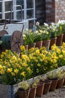 Narcissus 'Tete a Tete' in a raised bed, rows of flowering bulbs in pots in front of water tank and hose reel.

