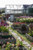 Colourful garden filled with spring bulbs.  Early morning view across garden of raised beds filled with Tulips and Daffodils. Greenhouse