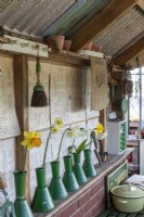 Single Narcissus - Daffodil - stems in show vases, on shelf in potting shed 