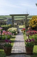 View along straight paved path to wooden arch, nearby Tulipa - Tulip - in pots and raised beds 