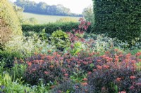 Border with Euphorbia griffithii 'Dixter' in front of shrubs. June. Summer
