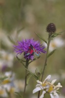 Five-spot Burnet Moth - Zygaena trifolii nectaring on Knapweed - Centaurea nigra
