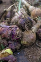 Onion - Allium White rot disease - Sclerotium cepivorum -  symptoms