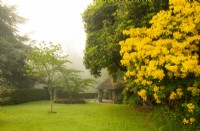 A rustic style summerhouse with wooden latice pillars beside Rhododendron luteum, a bright yellow Azalea pontica at Chideock Manor Garden, North Chideock, Bridport, Dorset, UK