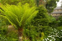 Dicksonia antarctica - Tree Fern - on bank with Zantedeschia