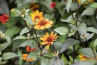 Heliopsis helianthoides var. scabra 'Bleeding Hearts' - False Sunflower