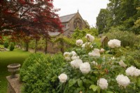 Rosa 'Tranquillity' - Shrub Rose - in a bed with view of the church beyond