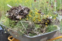 Garden waste in a wheelbarrow