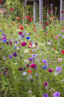 Annual wildflower meadow with wooden arbor; flowers include Centaurea cyanus and Papaver