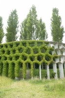 Climbing plants occupy the concrete percola which is adorned with ferns, moss and nesting for different animals.