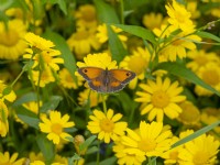 Gatekeeper Butterfly Pyronia tithonus on corn marigolds July Summer