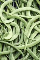 French Climbing Bean 'Lazy Housewife'