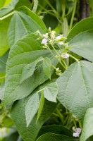 Flowers of French Climbing Bean 'Lazy Housewife'