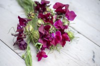 Lathyrus 'Beaujolais' - Sweet Pea, Nigella seed pods