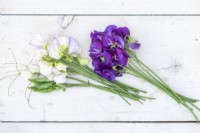 Seperate bunches of Lathyrus 'High scent' and 'Pluto' - Sweet Peas