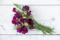 Lathyrus 'Windsor' - Sweet Pea, Nigella seed pods