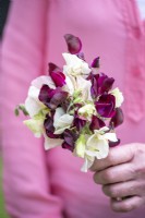 Holding a mixed bunch of Lathyrus 'Windsor' and 'Champagne Bubbles' - Sweet Peas