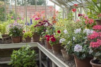 Pelargonium collection displayed in pots on greenhouse staging