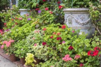 Large display of pelargoniums in terracotta containers on paving outside house 
