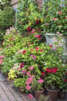 Display of  Pelargoniums in terracotta containers on terrace outside  house with ornamental containers of tender climbers in background