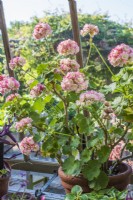Pelargonium 'Apple Blossom Rosebud' in terracotta pot in greenhouse