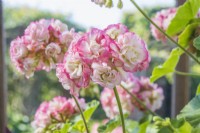 Pelargonium 'Apple Blossom Rosebud' - closeup of flower