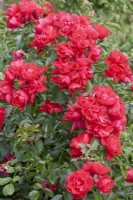 Rosa Rose 'Flower Carpet Scarlet'