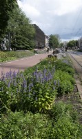 Greening of public spaces Amsterdam. On the Sarphatistraat and Frederiksplein the car has been deprioritised in favour of the bicycle and a traffic lane has been changed into a green central reservation planted with perennials between the bicycle lane and the tram tracks.

