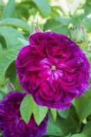 Rosa gallica  'Charles de Mills'