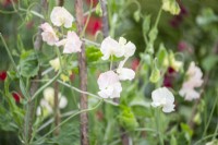 Lathyrus 'Champagne Bubbles' - Sweet Peas two months after being planted outside