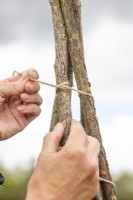Tying the string to the top of one of the hazel sticks