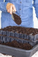 Placing a layer of soil over the top of the Sweet Pea seeds