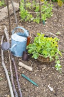 Sweet Peas, trowel, string, sticks, watering can and a plant label laid out on the ground
