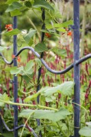 Sinuous steel frame surrounding a vegetable garden in July used as support for climbing vegerables