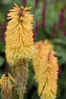 Kniphofia 'Bee's Sunset', persicarias, eryngiums and penstemons in July