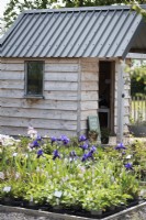 Small sales hut at Blooming Wild nursery in Somerset